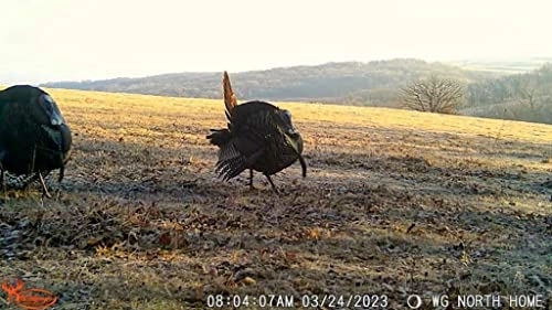 Scrapeline - 18 megapixel Bundle