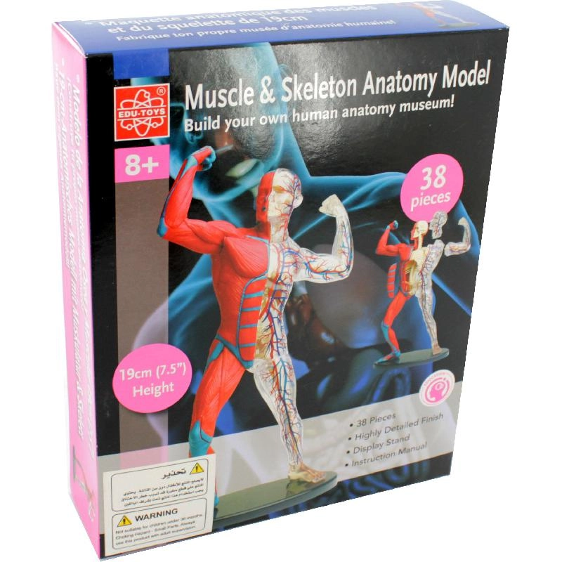 Muscle & Skeleton Anatomy Model, Science - Anatomy - 8 years+