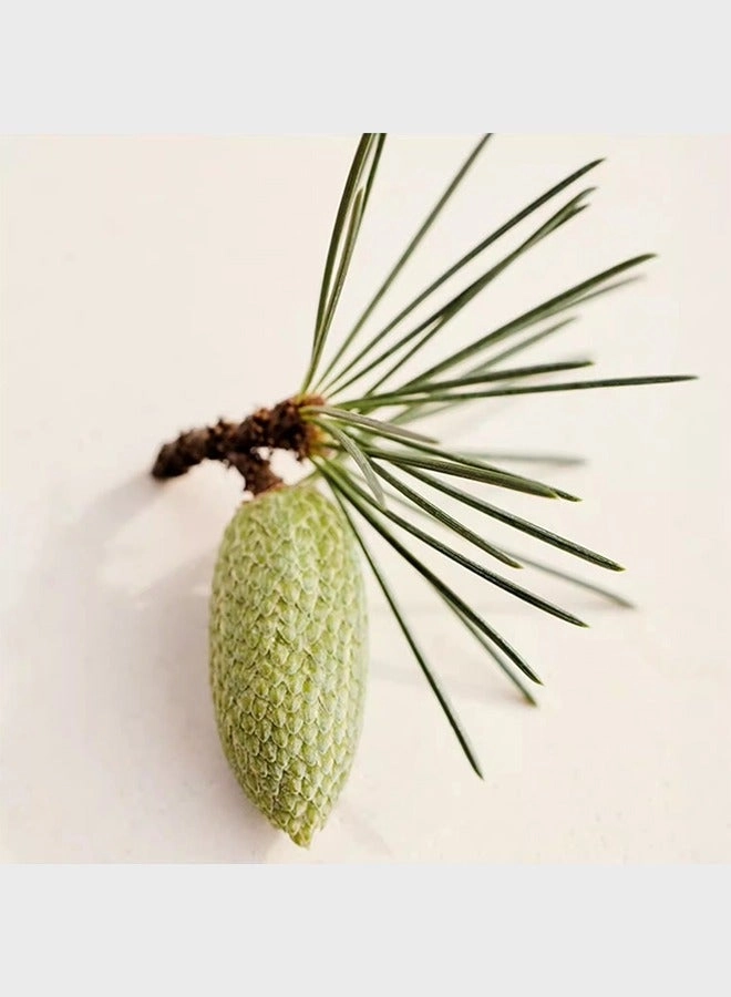 Cedrus Eau de Parfum 50 ml