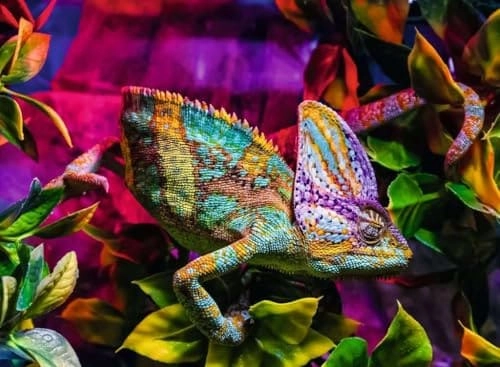 Chameleon Puzzle (12001333-4) - 500 pcs