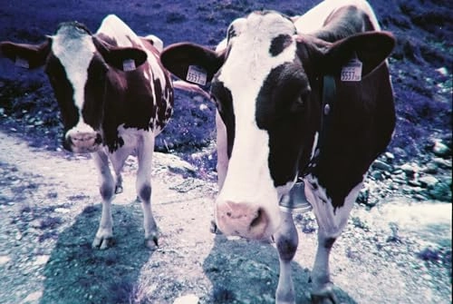 Simple Use Reloadable Film Camera - LomoChrome Purple 35mm