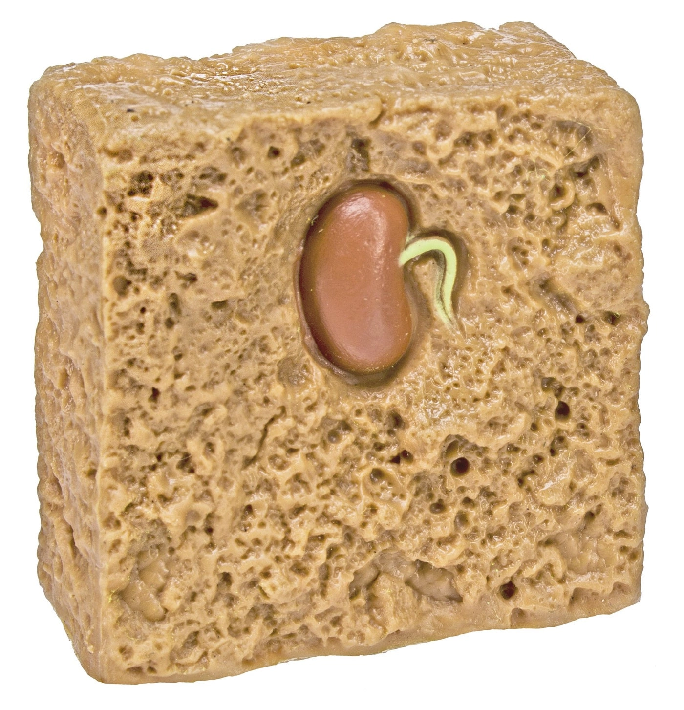 Life Cycle of a Green Bean Plant Biology - 4 years+