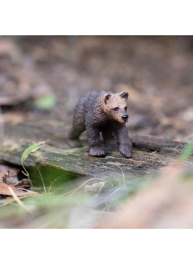 Grizzly Bear Cub