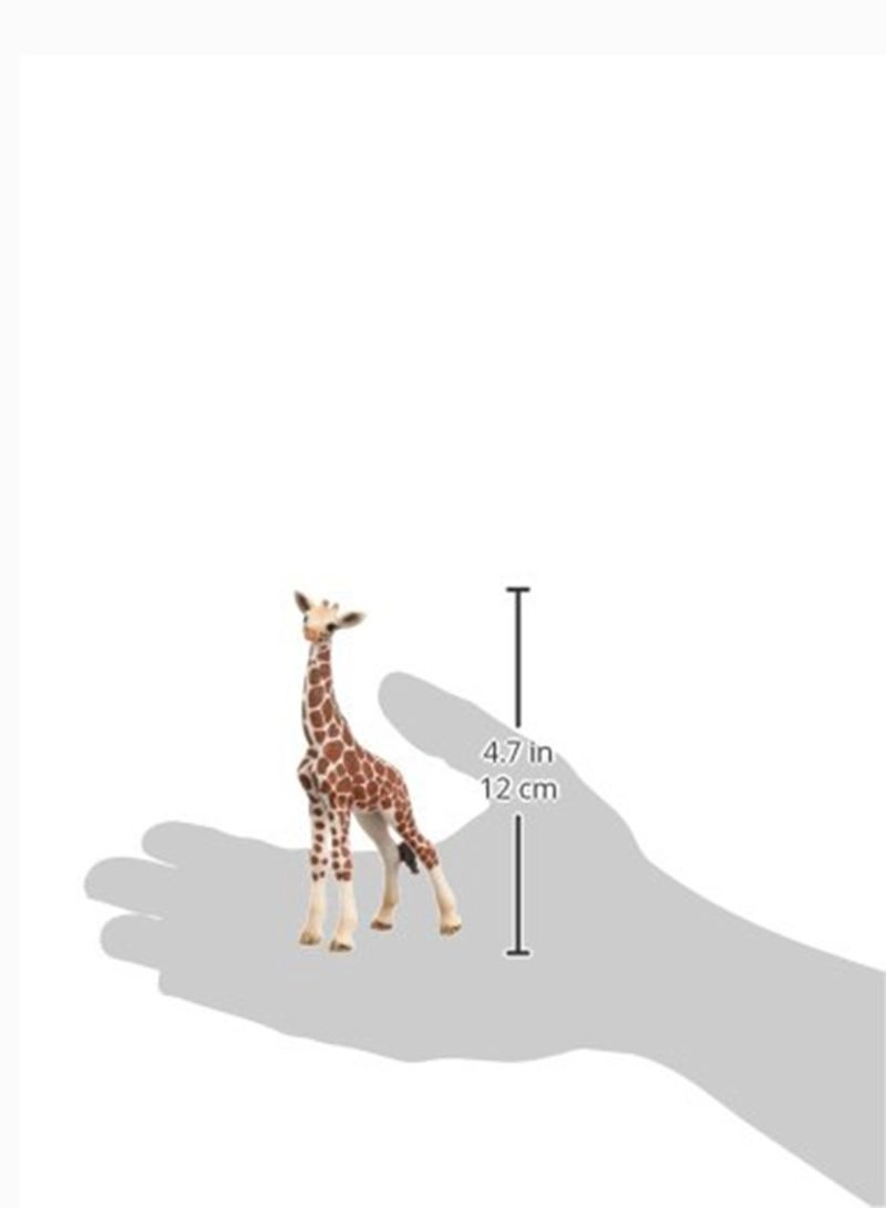 Giraffe Calf