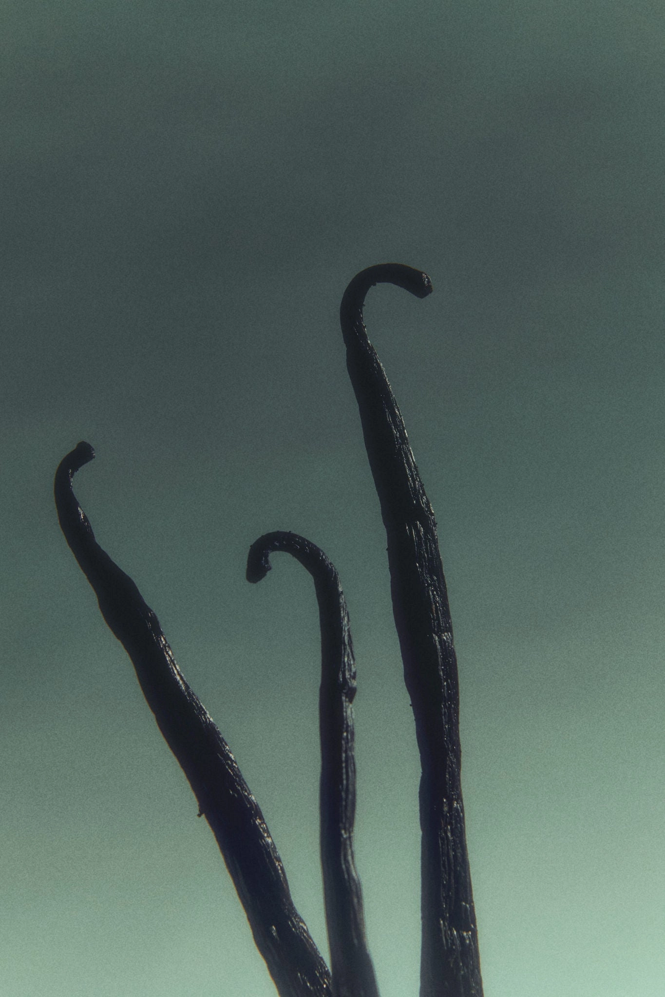 White Air Eau de Parfum 50 ml