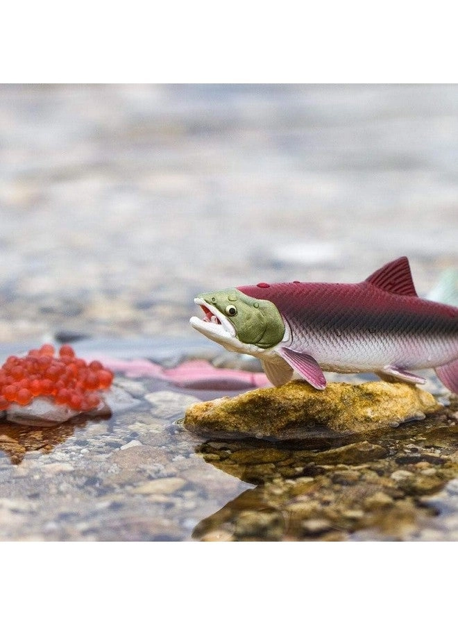 Safariology Collection - Realistic Life Cycle of a Salmon - 3 years+ 5 pieces