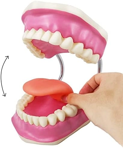 Dental Teeth Care Model