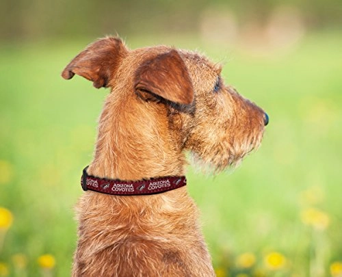 Arizona Coyotes Collar - Small Dogs & Cats