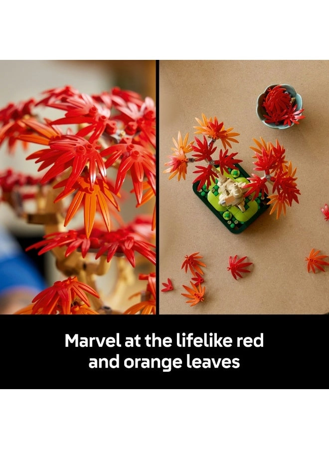 Japanese Red Maple Bonsai Tree (10348) - Botanicals