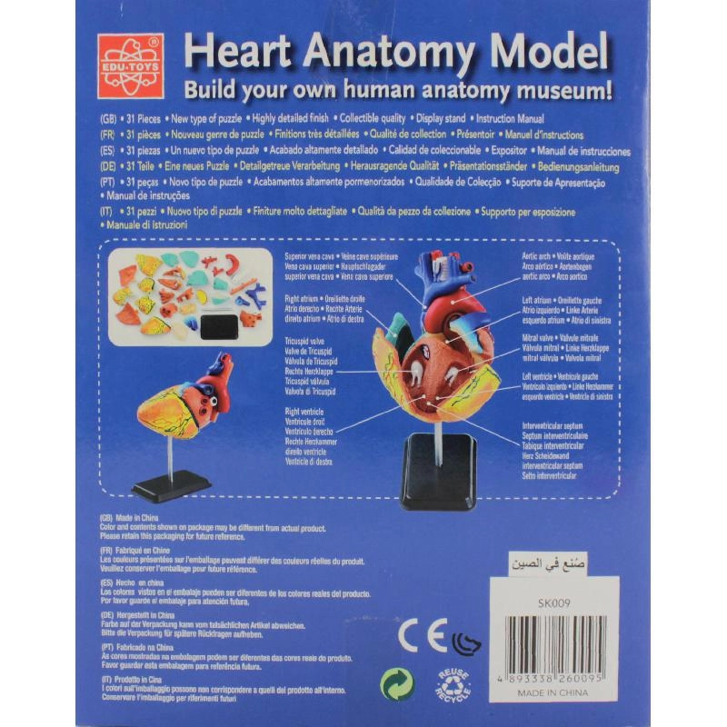 Education Heart Model Anatomy - 7 Years and Above