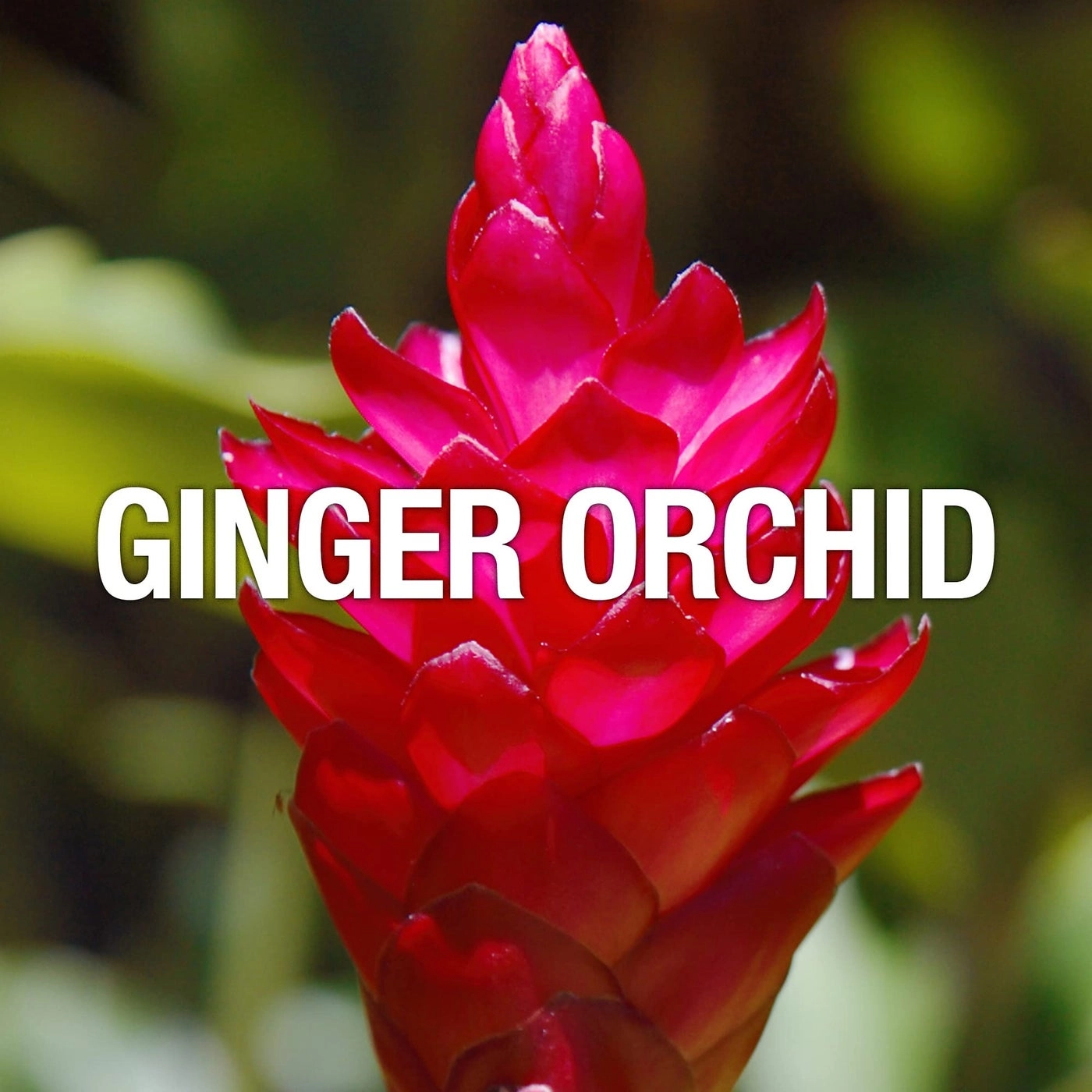 Wave Eau de Toilette 100 ml