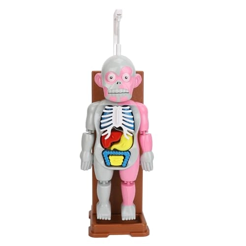 Human Body Anatomy Toy - 6 years and above