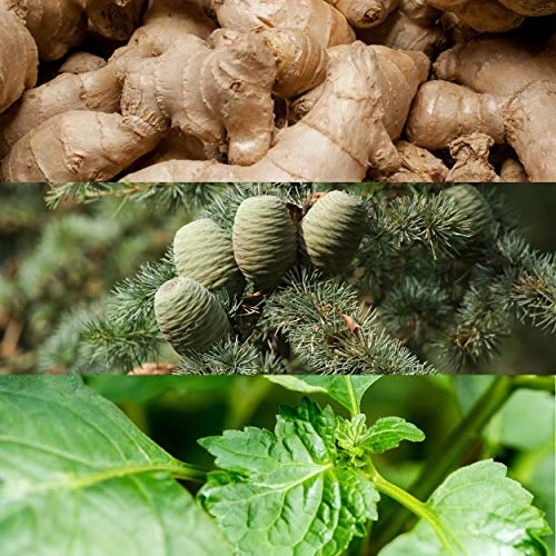 Euphoria Eau de Toilette 50ml