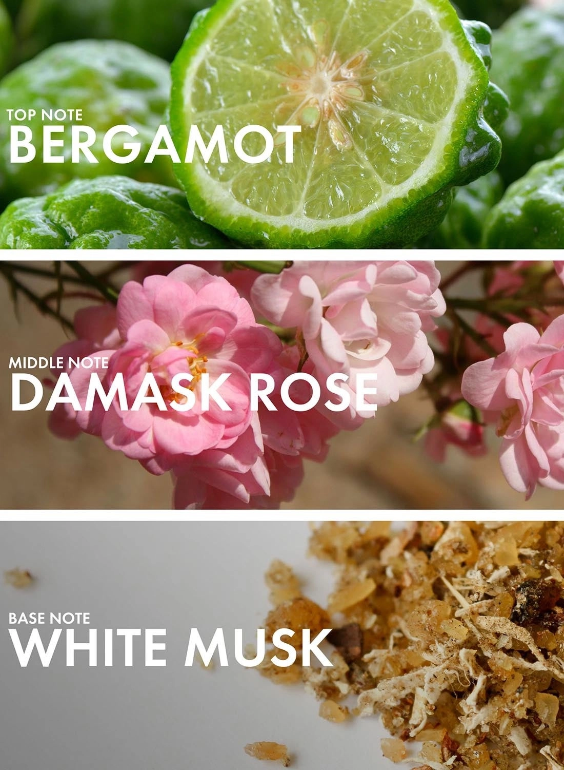 Currant Benzoin Eau de Parfum 50 ml