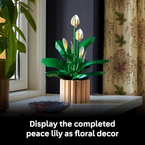 Peace Lily (11504)