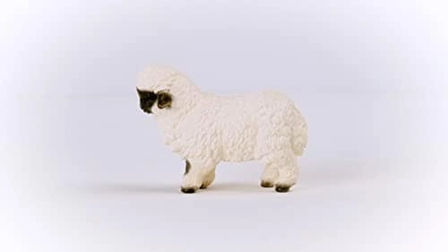 Valais Black-Nosed Sheep - 3 yr(s)