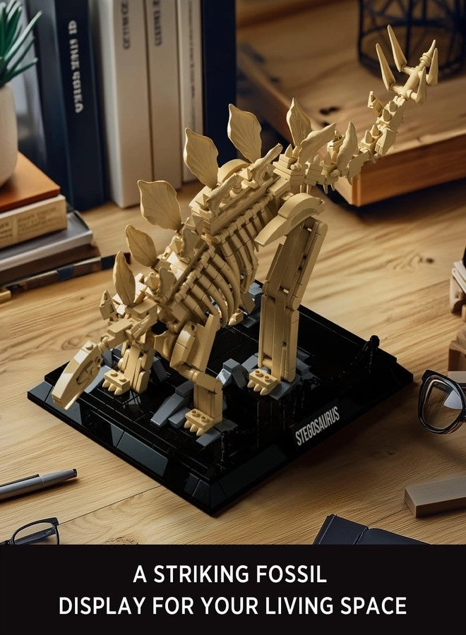 Stegosaurus Fossils Model Set - Dinosaur Skeleton Display Base
