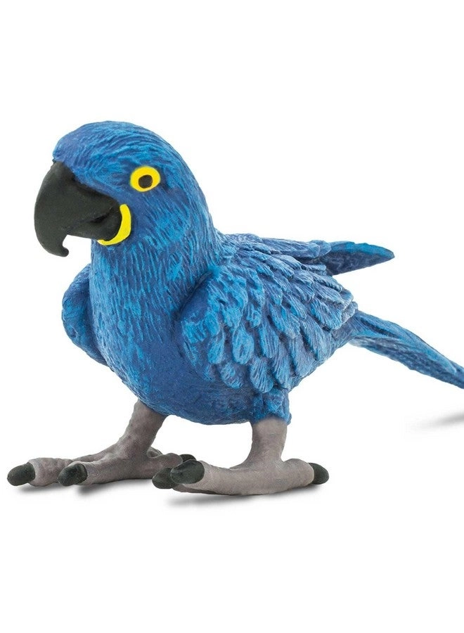 Bird - Hyacinth Macaw