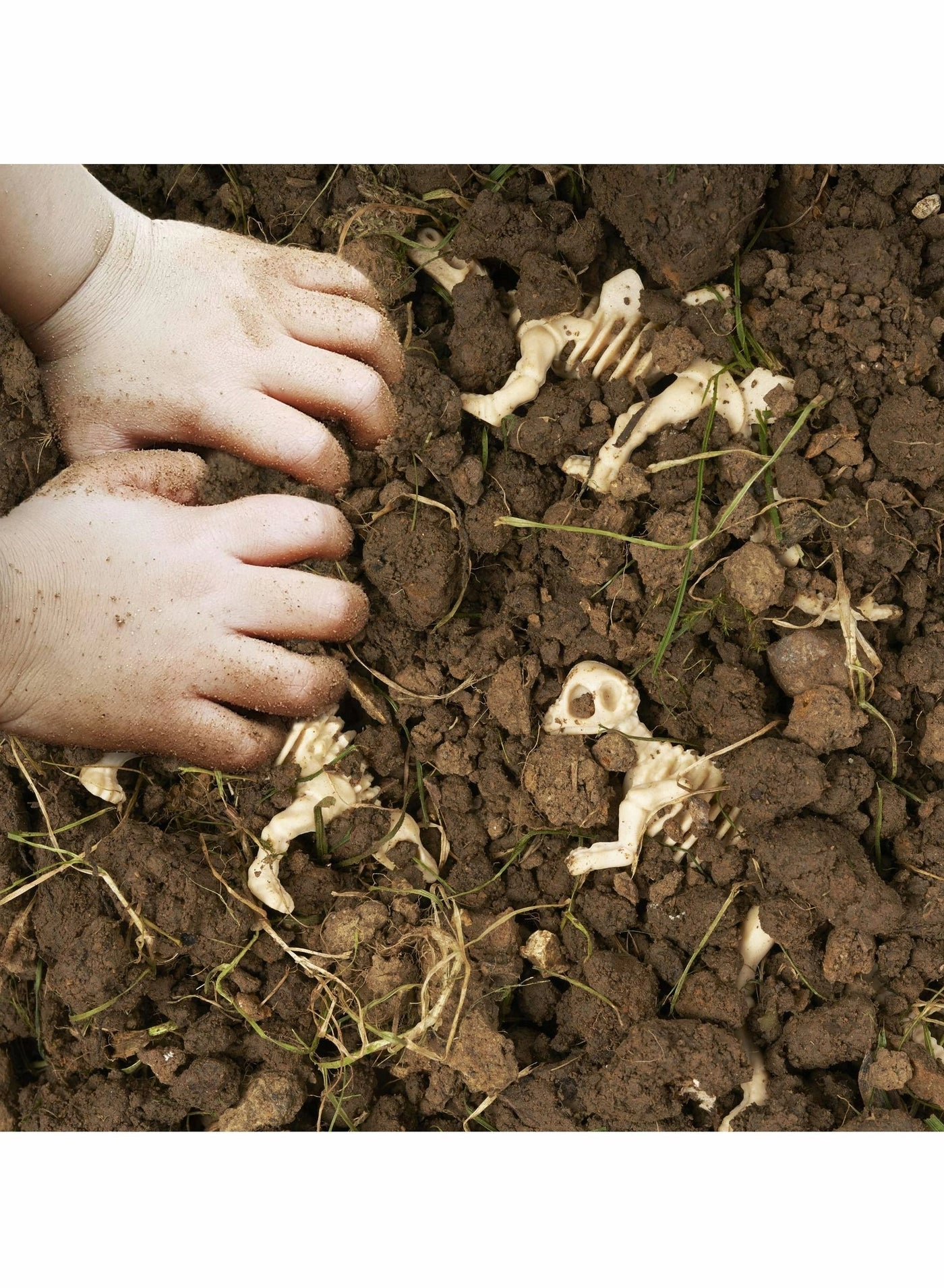 Dinosaur Fossil Skeletons - 36 pieces Science