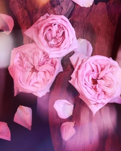 Oudgasm Rose Oud | 16 Eau de Parfum 10 ml