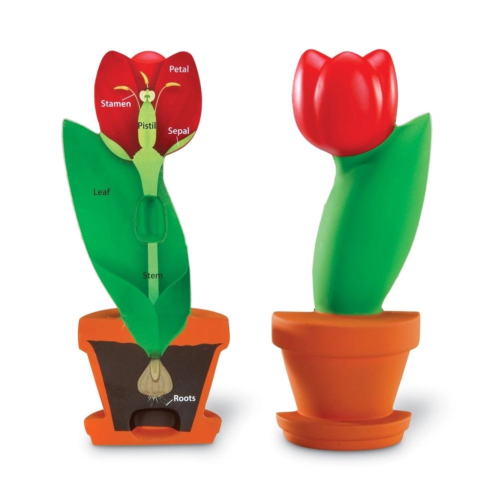 Learning Resources Cross-Section Flower Model - Suitable for 7 years and above