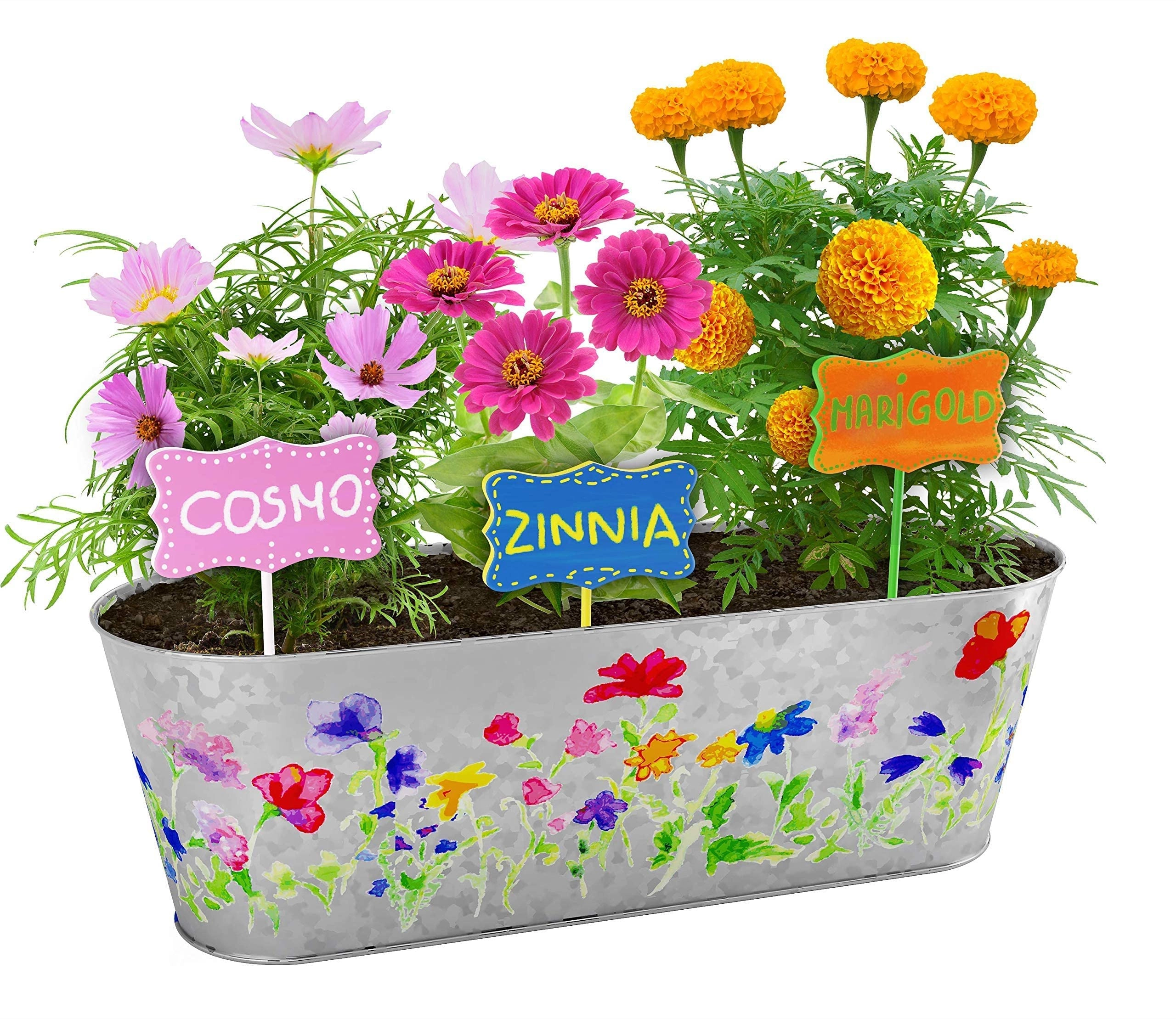 Paint & Plant Flower Growing Kit - 1 piece(s)