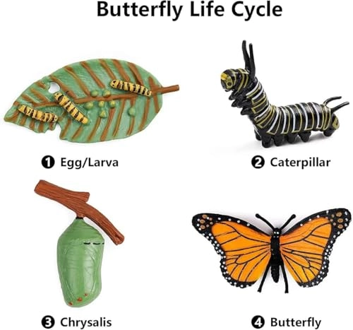 Butterfly Life Cycle Biology - 18 months - 3 years