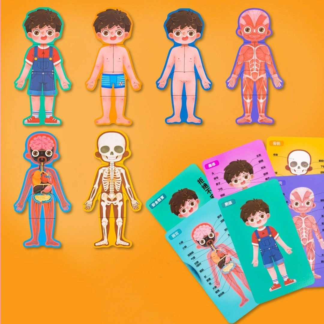 Treehole Body Structure Puzzle - 3 +