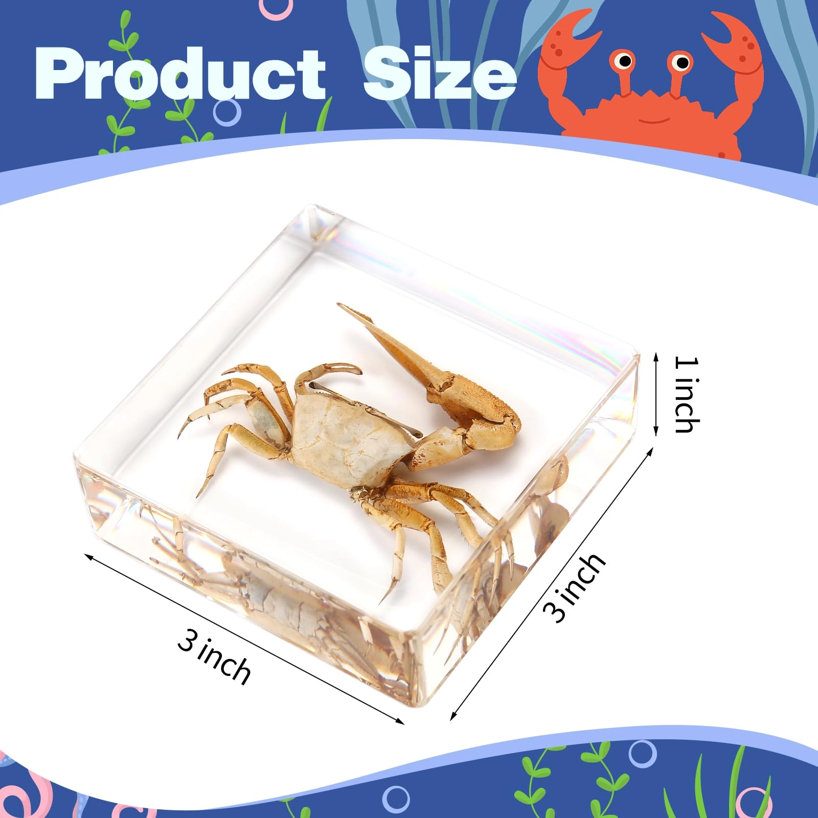 Fiddler Crab - high-density resin
