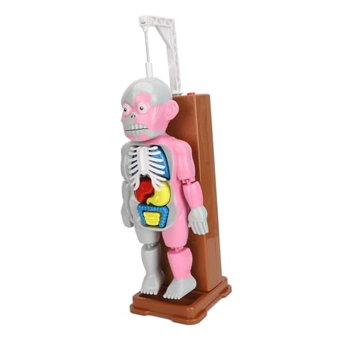 Human Body Anatomy Toy - 6 years and above