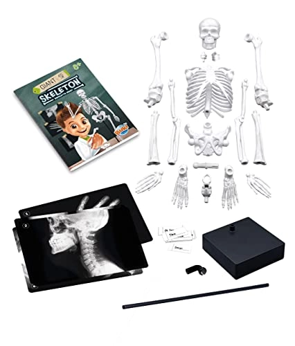 Skeleton Science Kit - anatomy