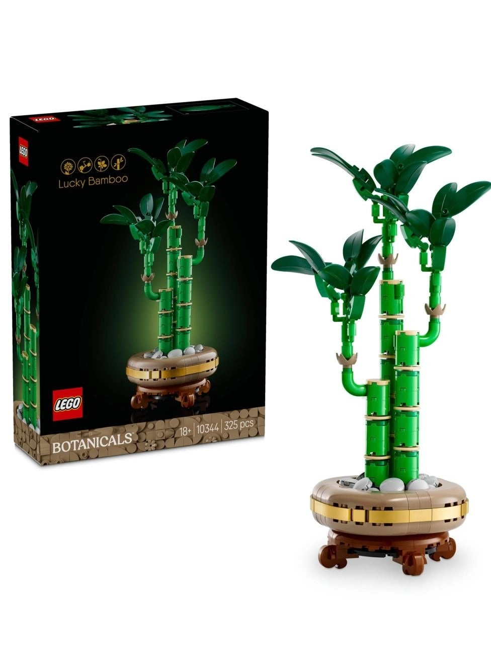 Lucky Bamboo (10344) - Botanicals