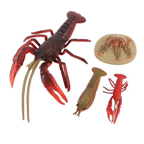 Lobster Life Cycle - 18 months 4 x Model