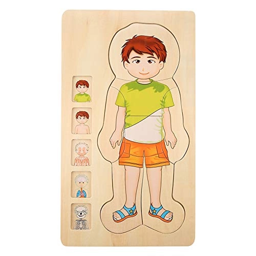 Human Body Structure Multilayer Brick Toy - 1 piece