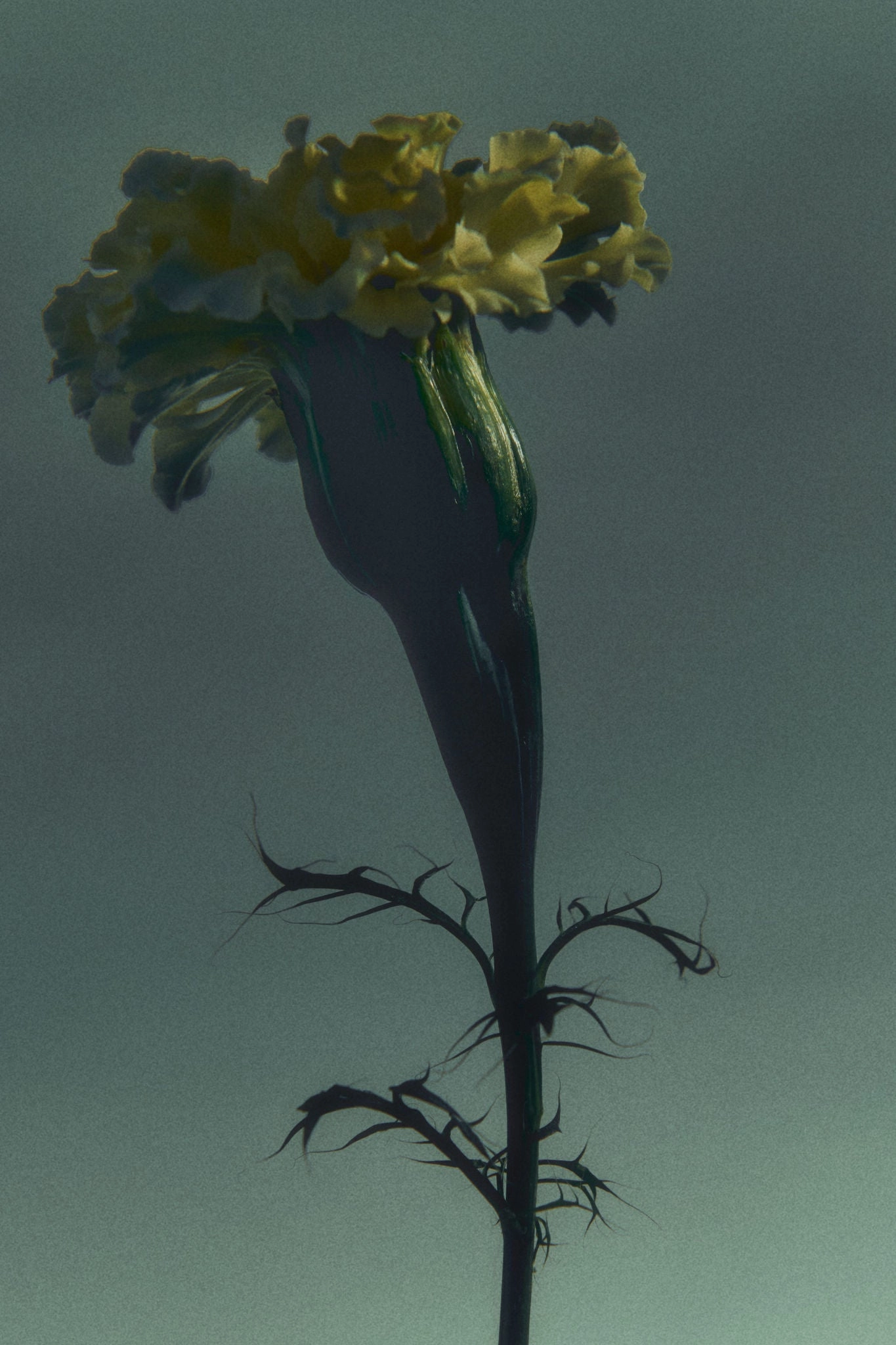 Ruby Touch Eau de Parfum 50 ml