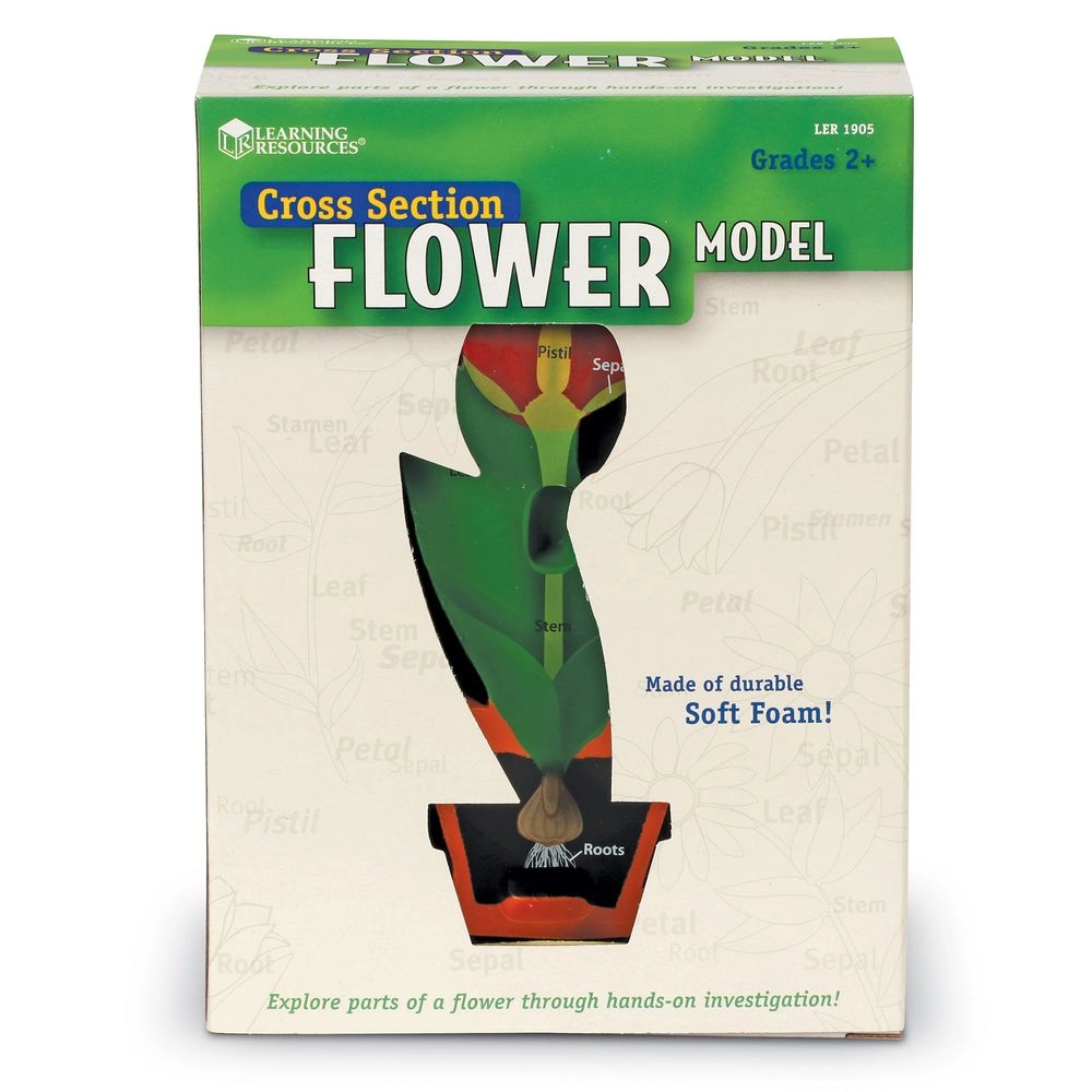Cross-Section Flower Model - Suitable for 7 years and above