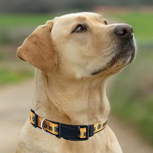 Boston Bruins Collar - M Dog