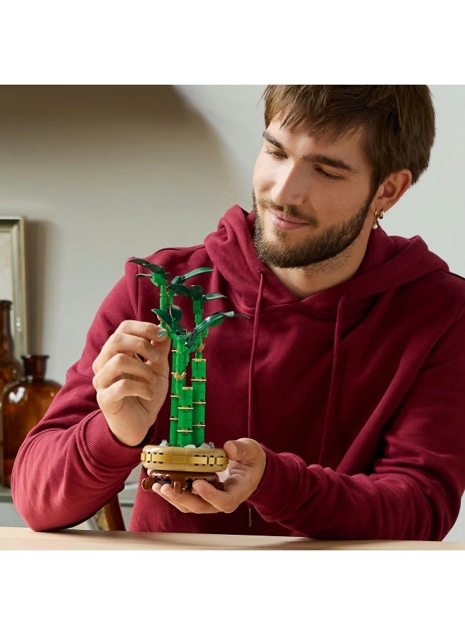 Lucky Bamboo (10344) - Botanicals