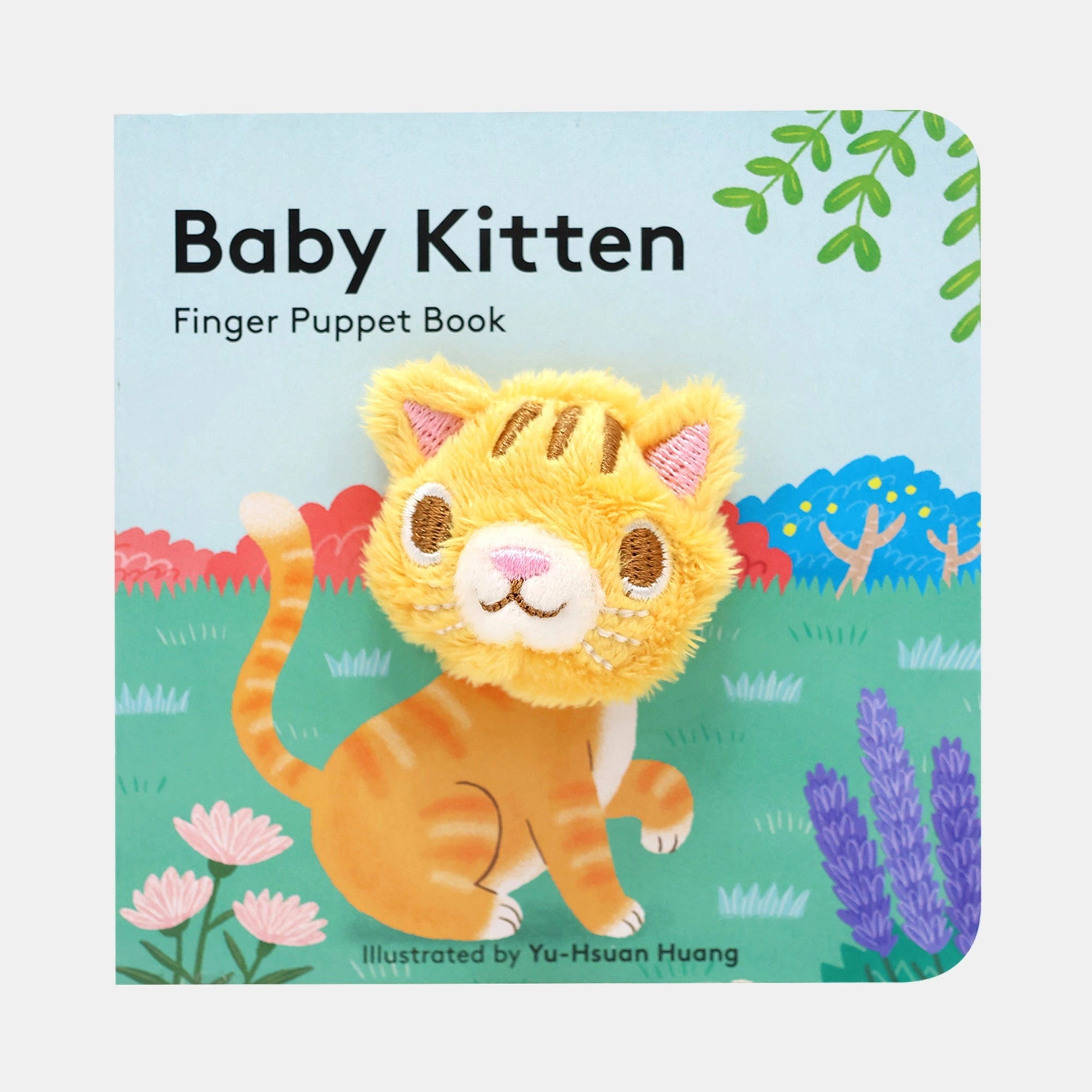 Baby Kitten