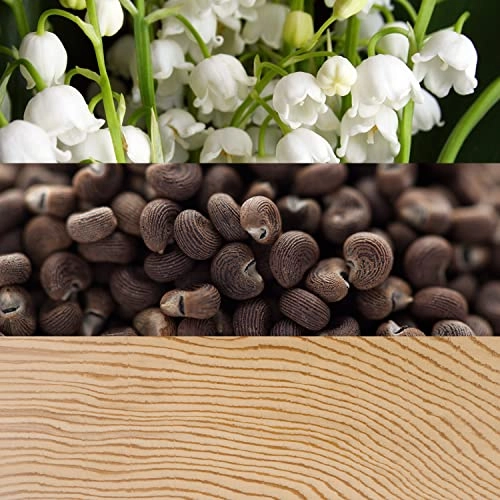 Beauty Eau de Parfum 50ml