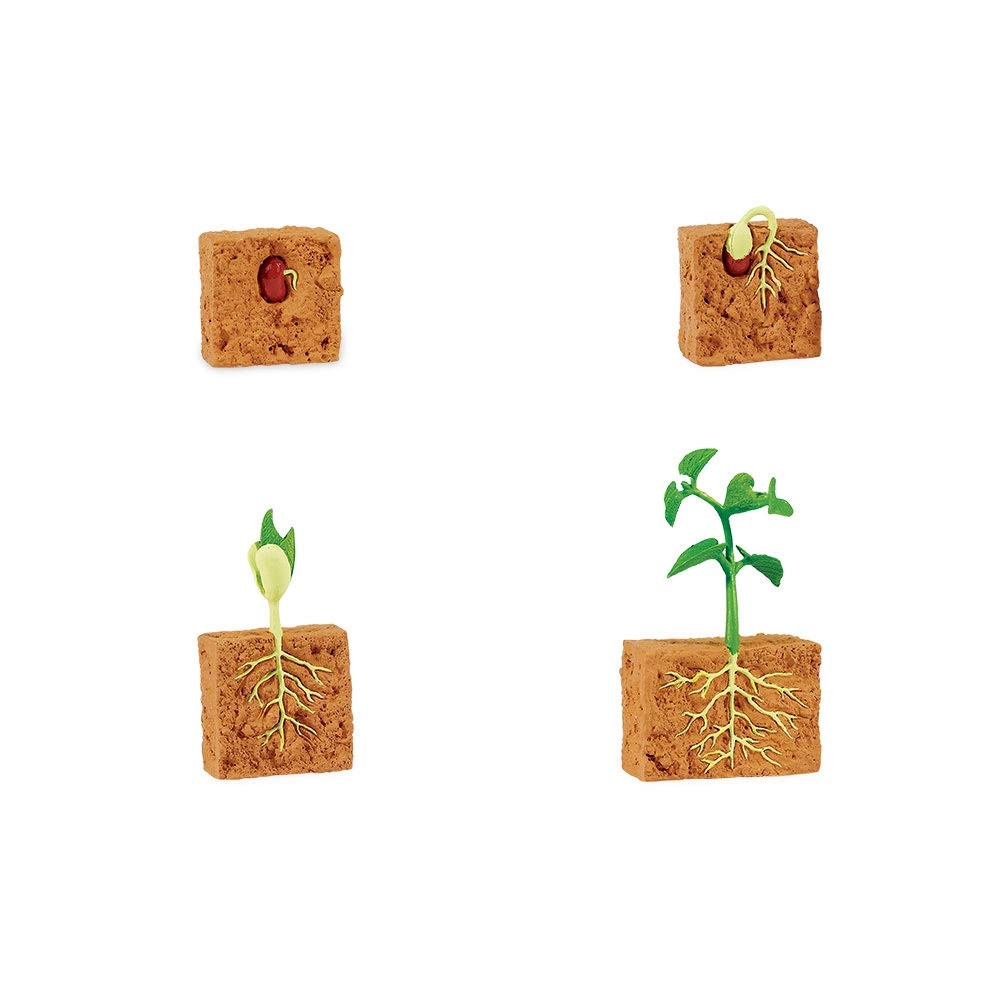 Life Cycle of a Green Bean Plant Biology - 4 years+