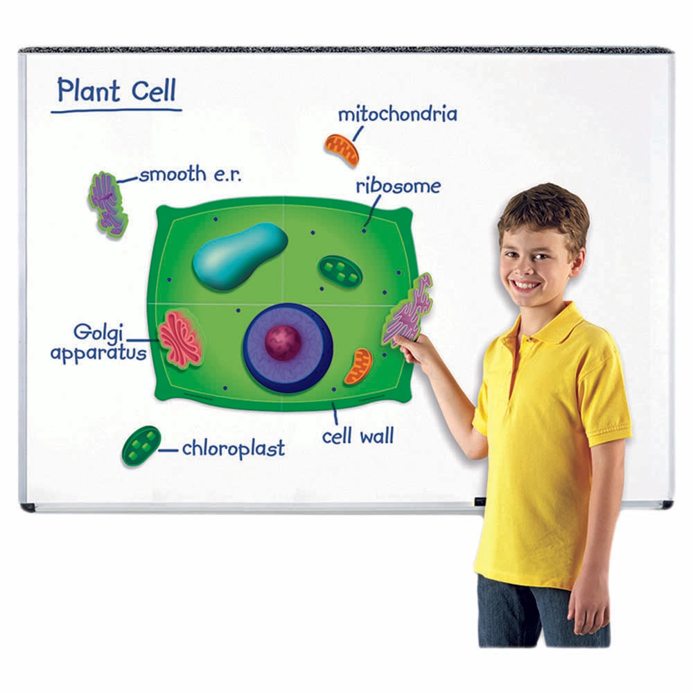 Giant Magnetic Plant Cell - Suitable for 8 years & above