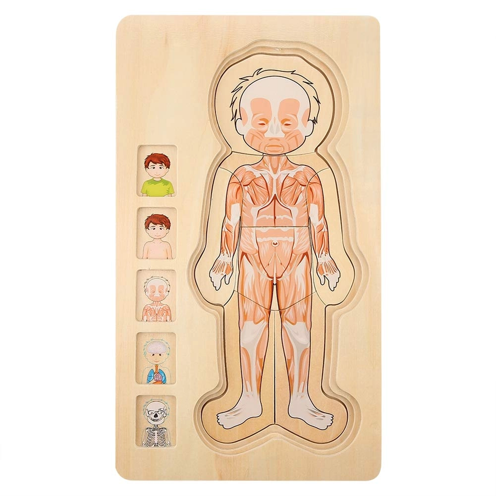 Zisemeil Human Body Structure Multilayer Brick Toy - 1 piece