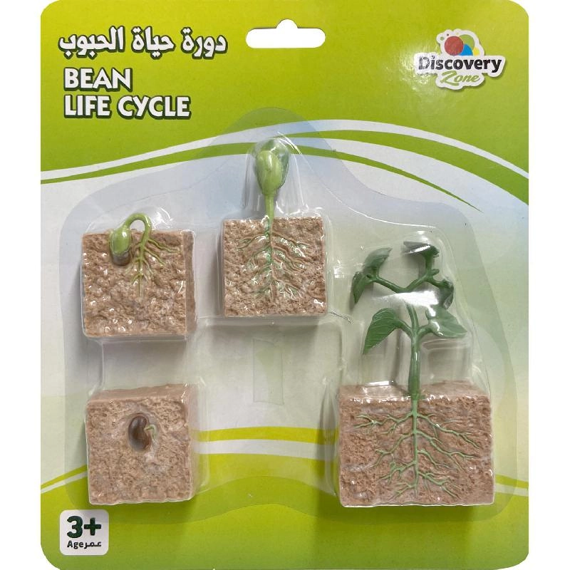 Non Branded Life Cycle of Green Bean Biology - 4 Years and Above 4 pieces