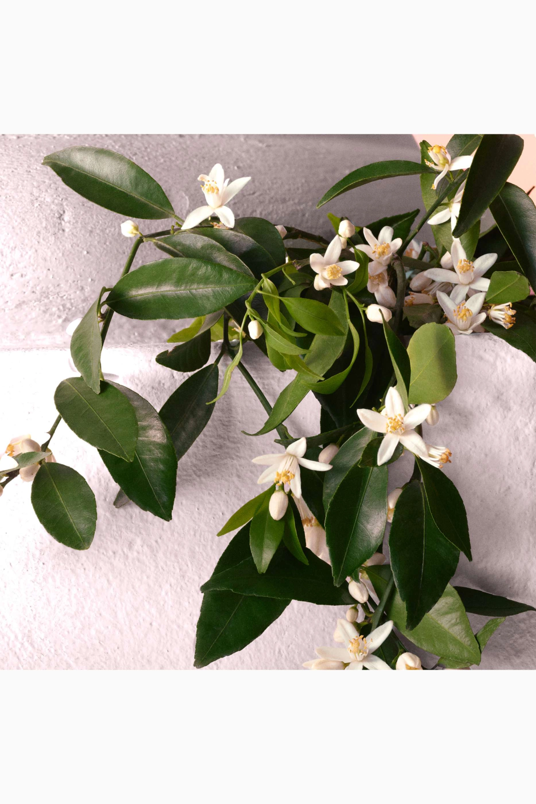 Devotion Eau de Parfum 50ml