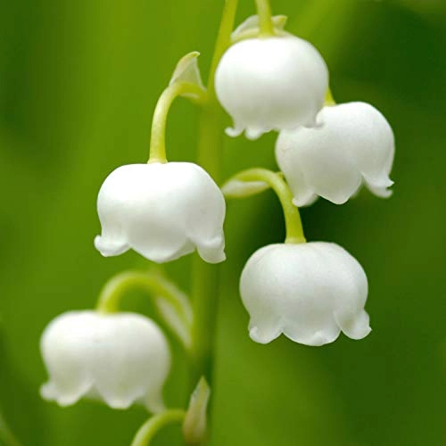 Casual - Eau de Parfum 4 Fluid Ounces