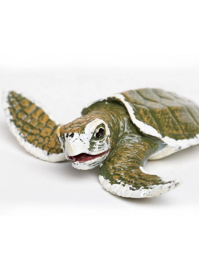 Kemp's Ridley Sea Turtle