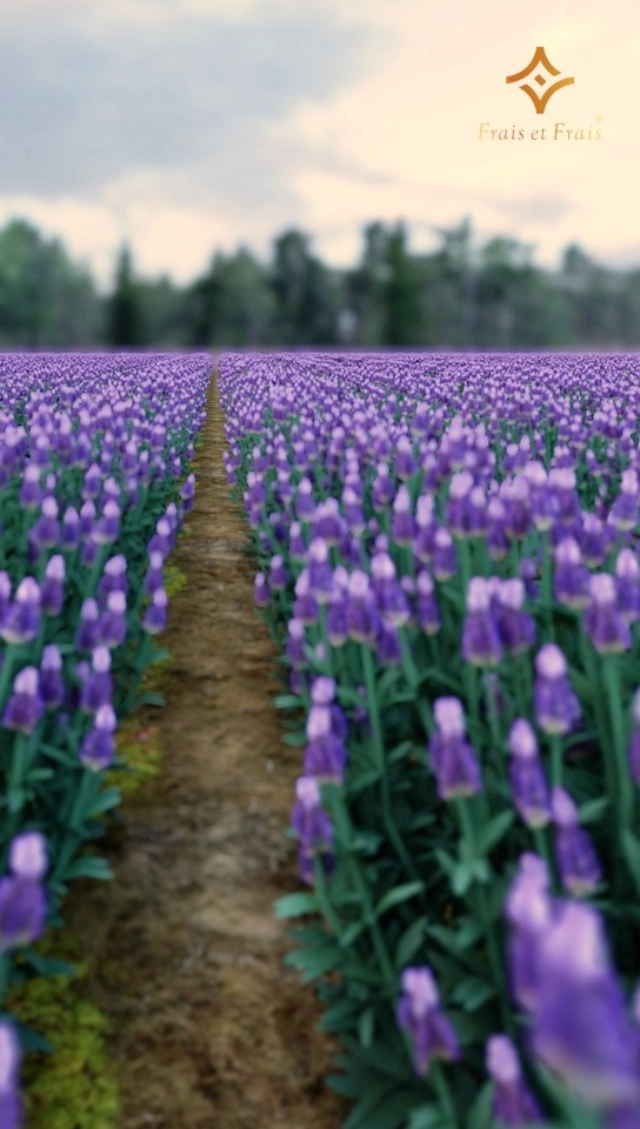 Victory Eau de Parfum 100ml