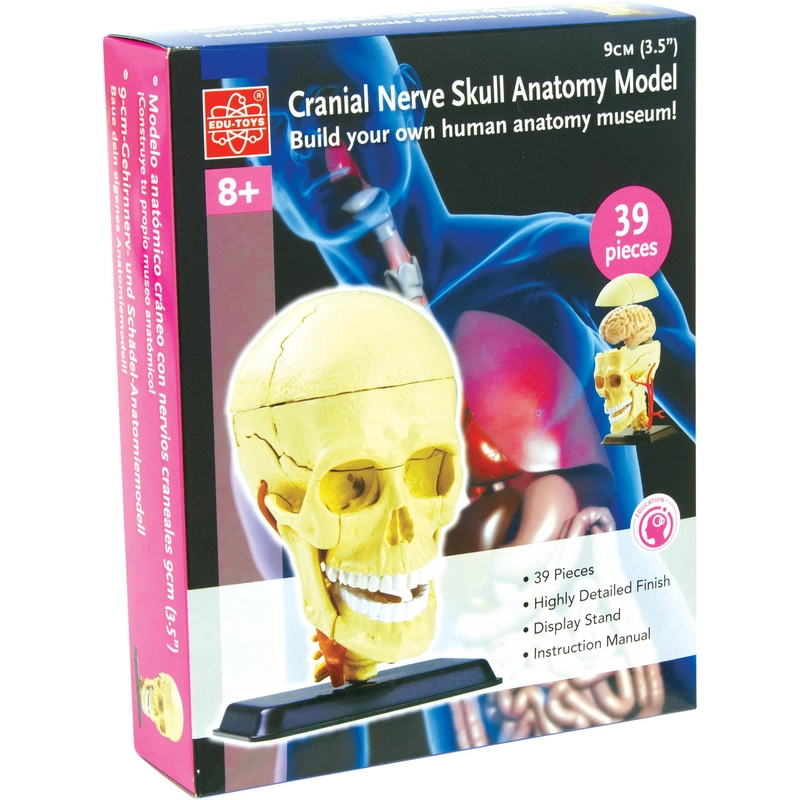 Edu-Toys Cranial Nerve Skull Science - Anatomy - 8 years+ 39 pieces