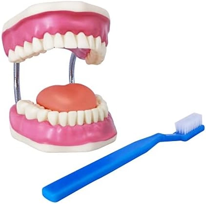 Evotech Scientific Dental Teeth Care Model